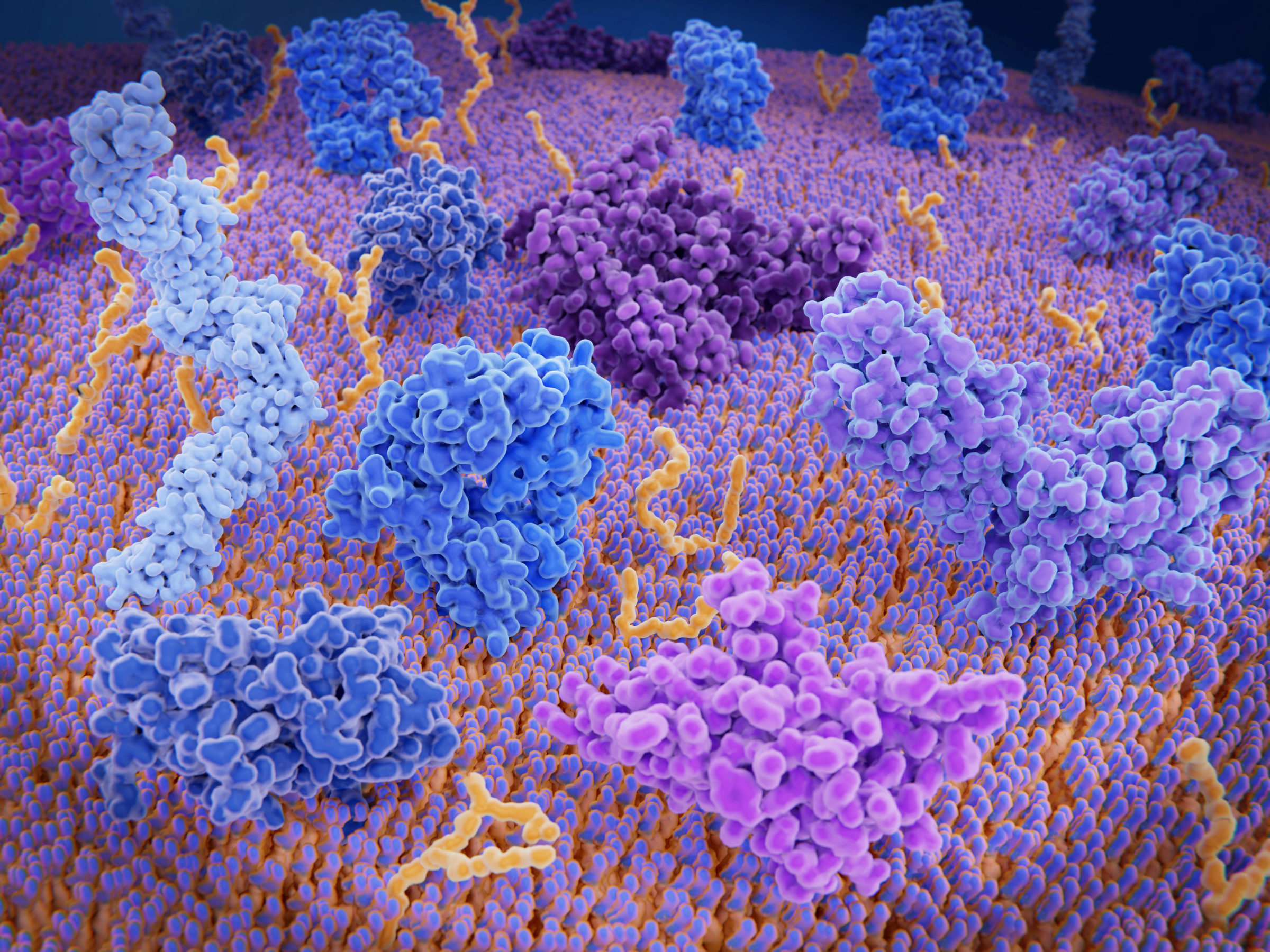 T-cell receptors, illustration