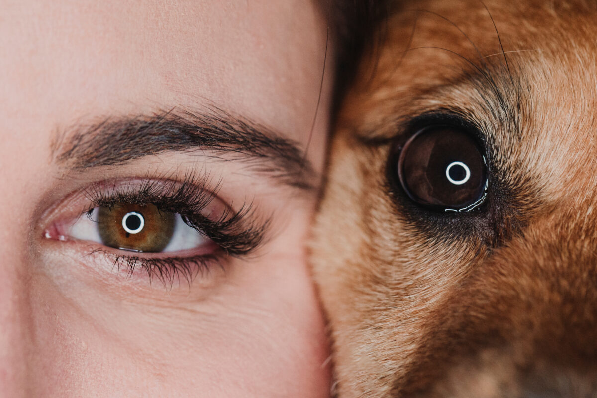 studio portrait of human and dog eyes. pets concept