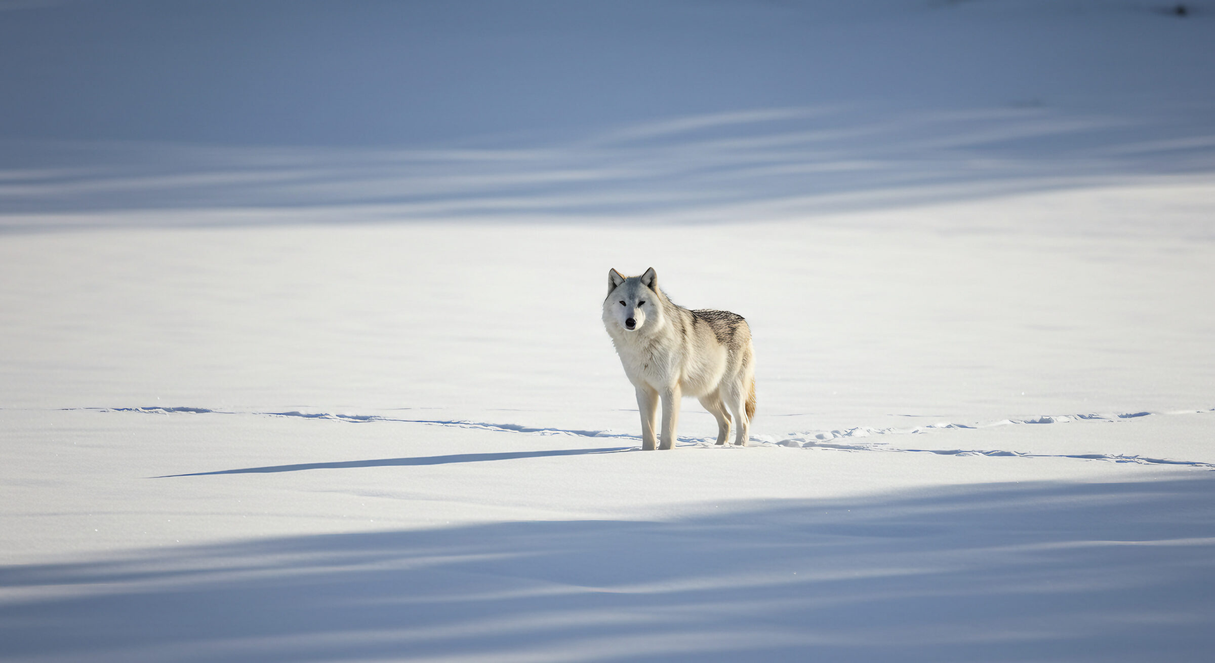 dire wolf standing on snowy land