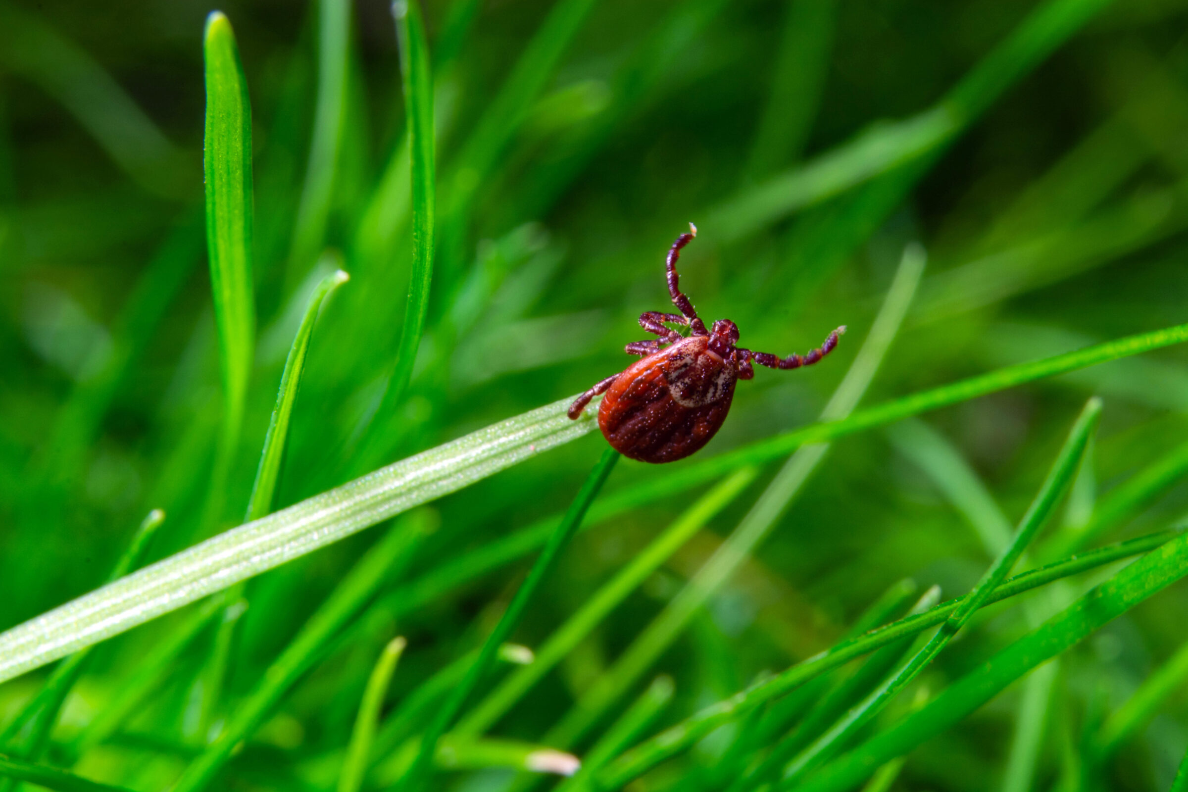tick at the tips of plants ready to grab onto the victim