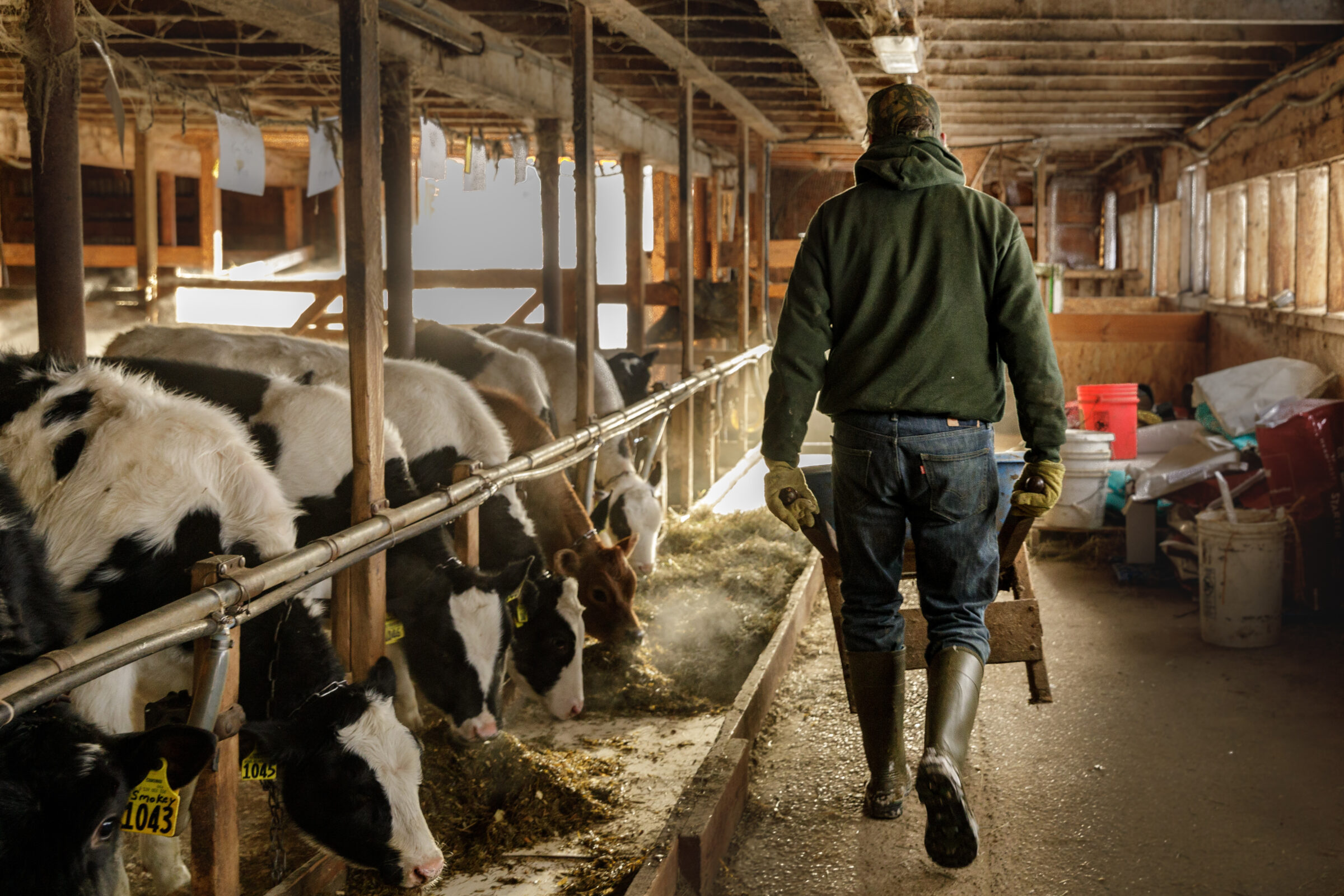Farmer in Tie Stall