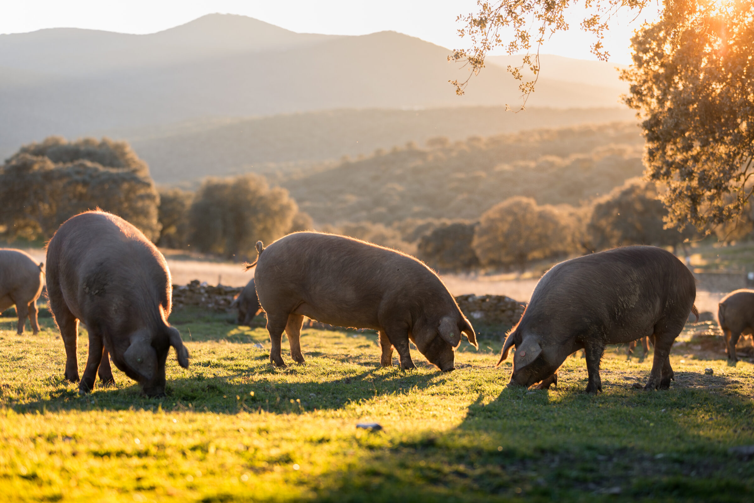 Iberian pigs in the nature eating