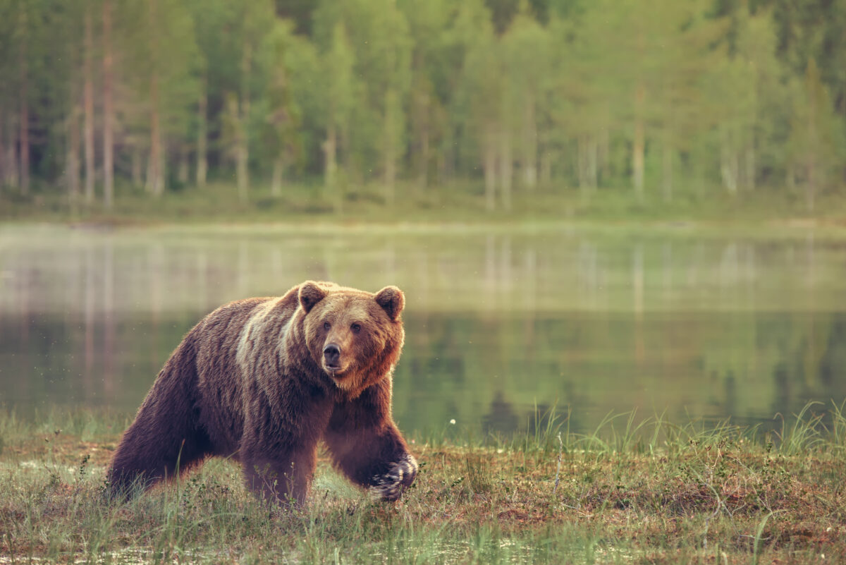 Big male bear walking in the bog at sunset