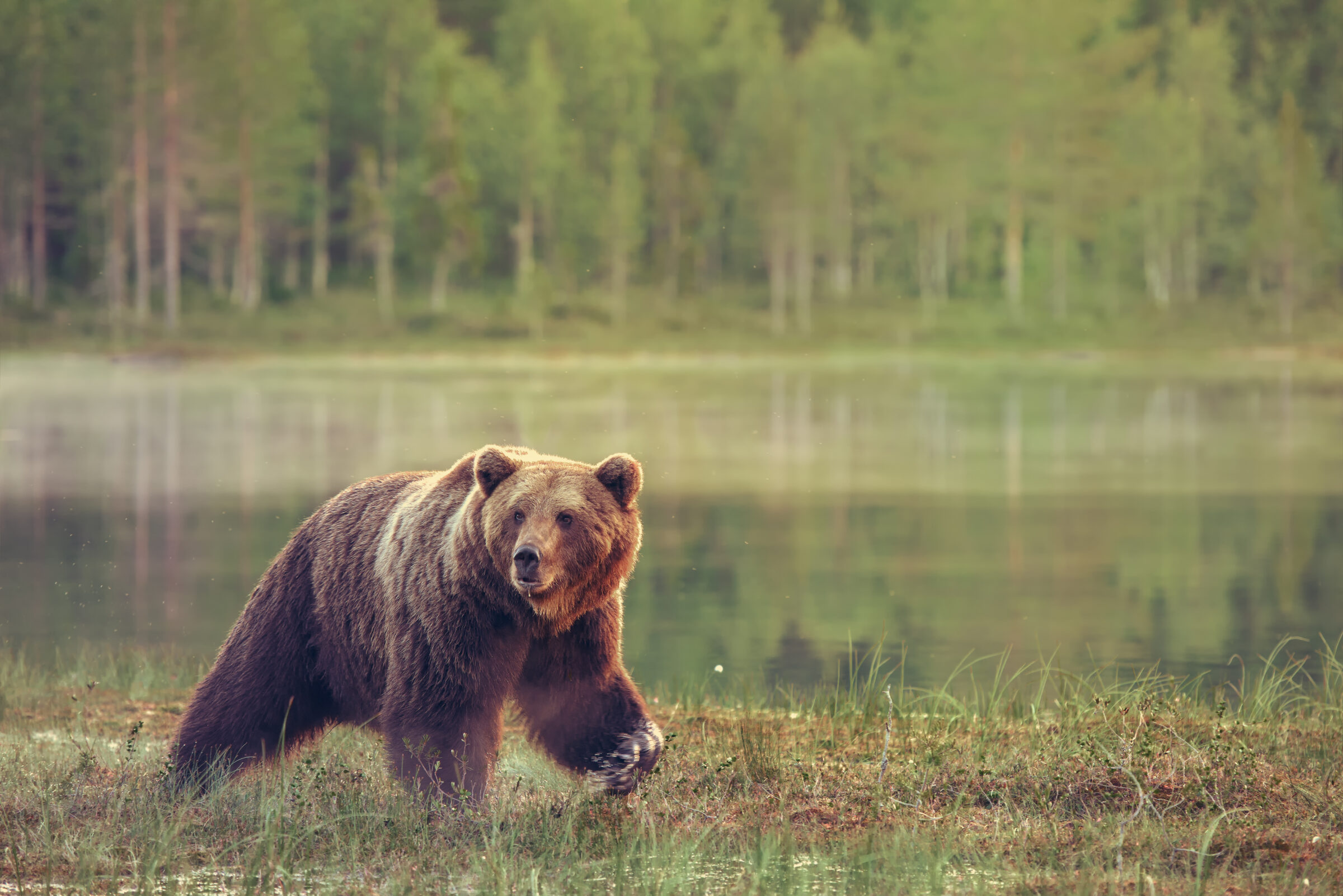Big male bear walking in the bog at sunset