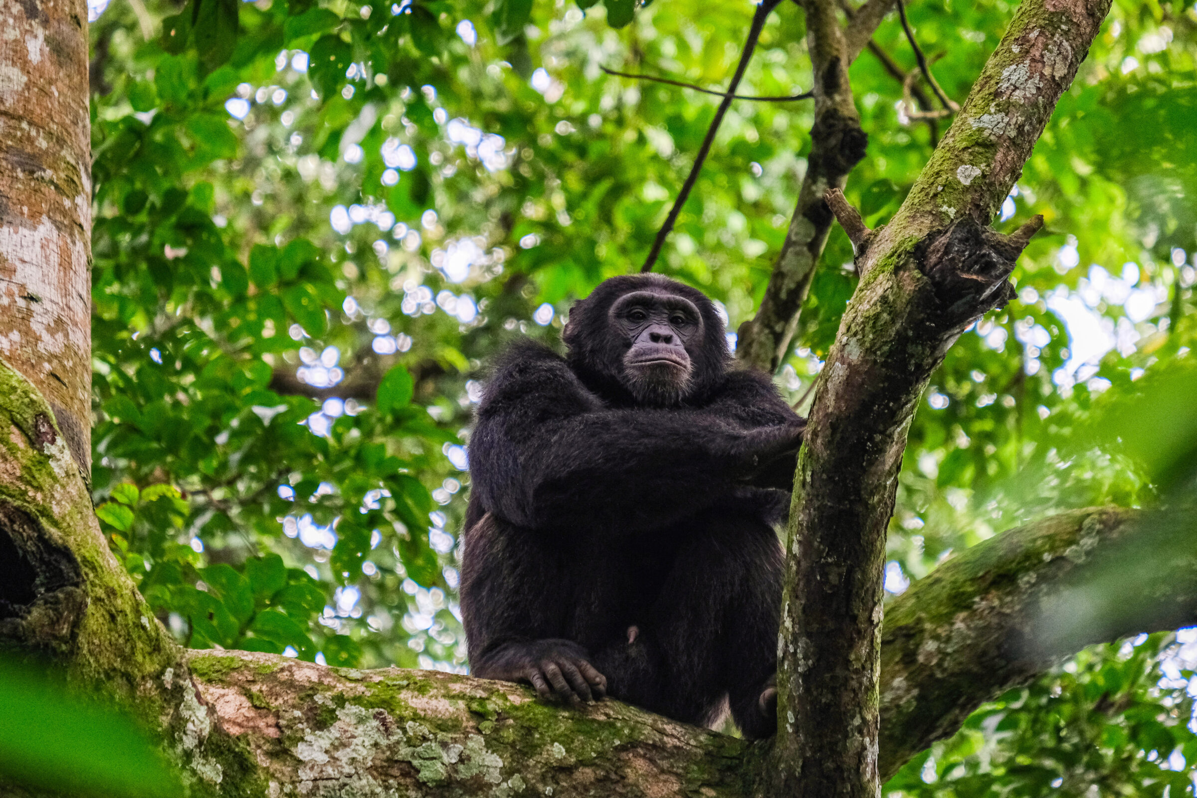 chimpanzee in uganda