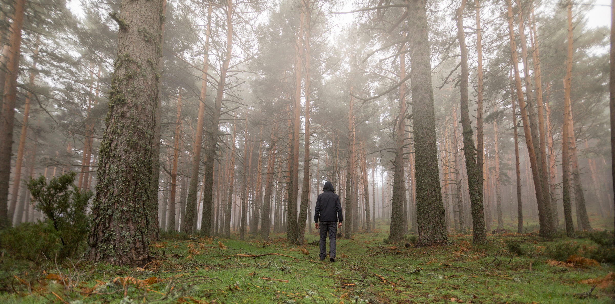 Lost man in the middle of the forest.