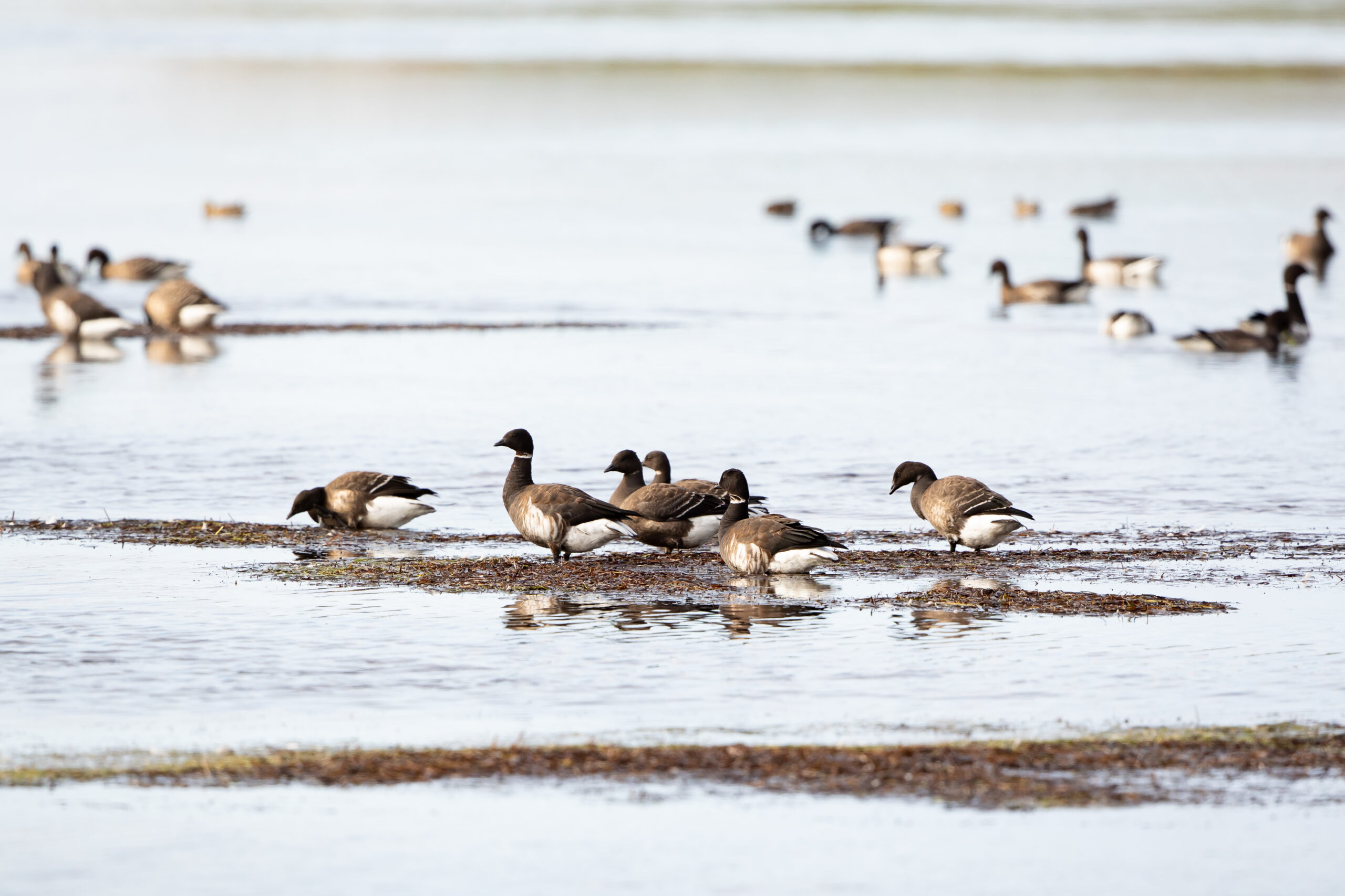Mayor Warren Wilson on Environmentalists Caring More About Birds Than the Lives of King Cove Residents Mayor Warren Wilson on Environmentalists Caring More About Birds Than the Lives of King Cove Residents