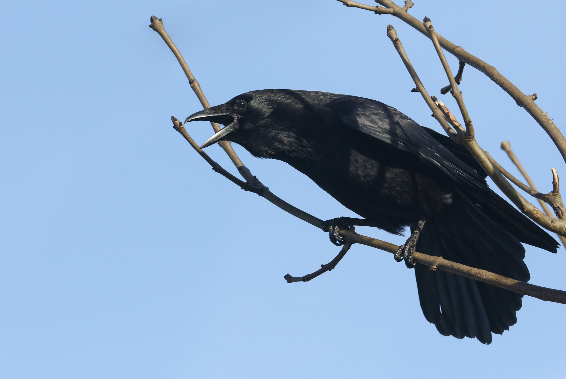 A stunning Carrion Crow, Corvus corone, perched on a branch of an ash tree calling.