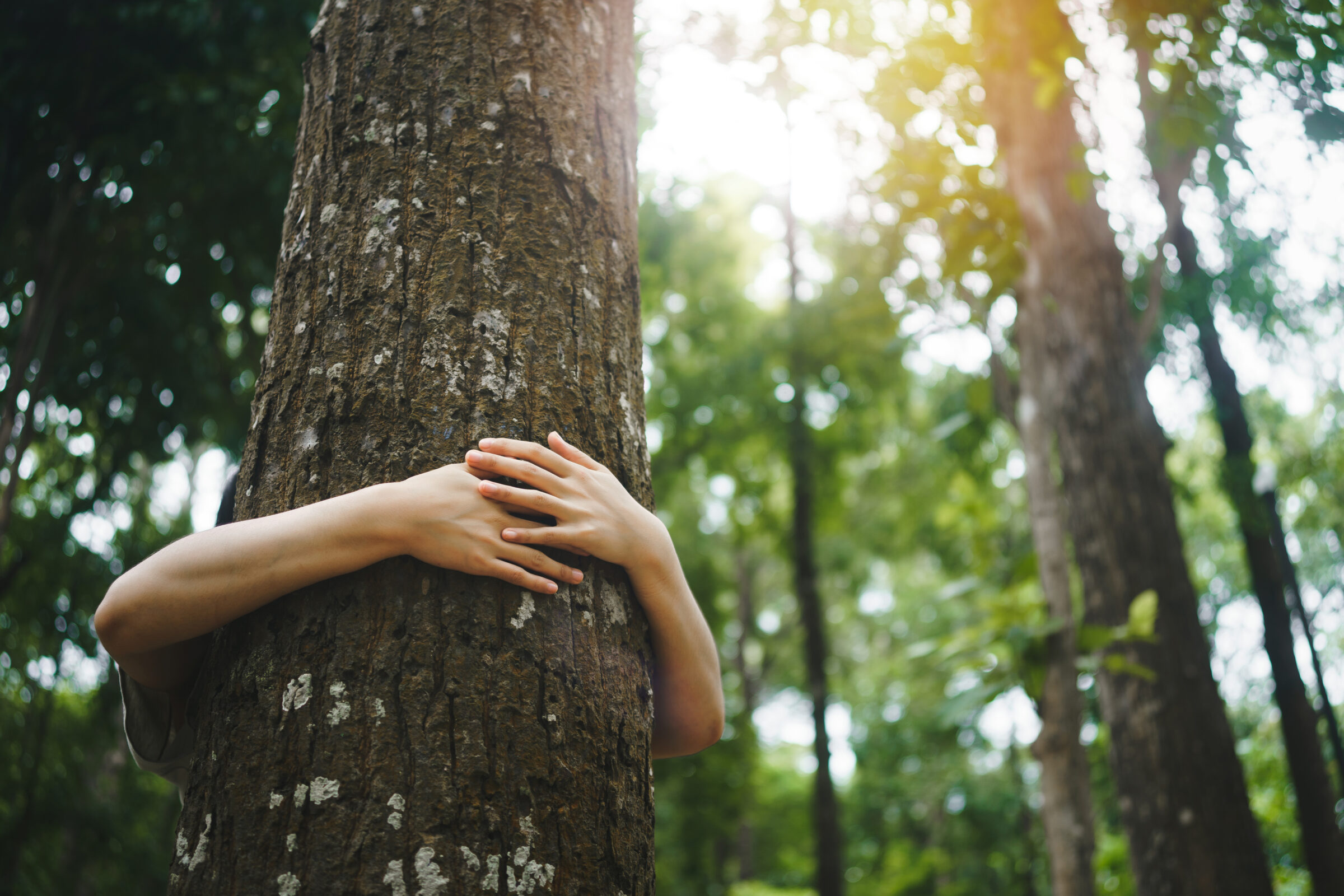 young woman tree hugging in the forest in concept of people love nature and tree to protect from deforestation and pollution or climate change